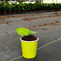 2" Custom Asst: Anthurium Vellenaorum